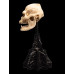 The Lord of the Rings - Skull of Lurtz Miniature Skull