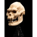 The Lord of the Rings - Skull of Lurtz Miniature Skull